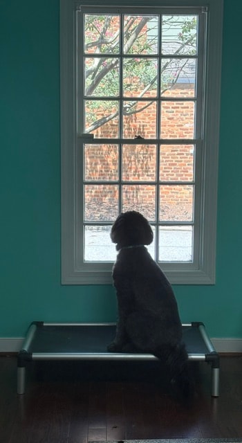 Dog silhouetted by teal salon window