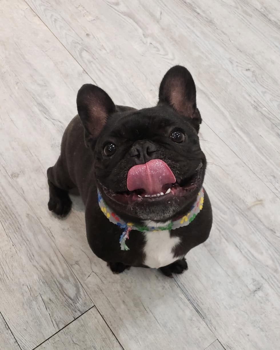 Manny the French Bulldog with tongue out