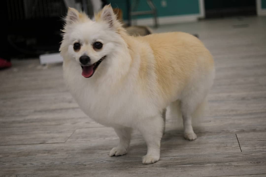 Happy Pomeranian in the salon