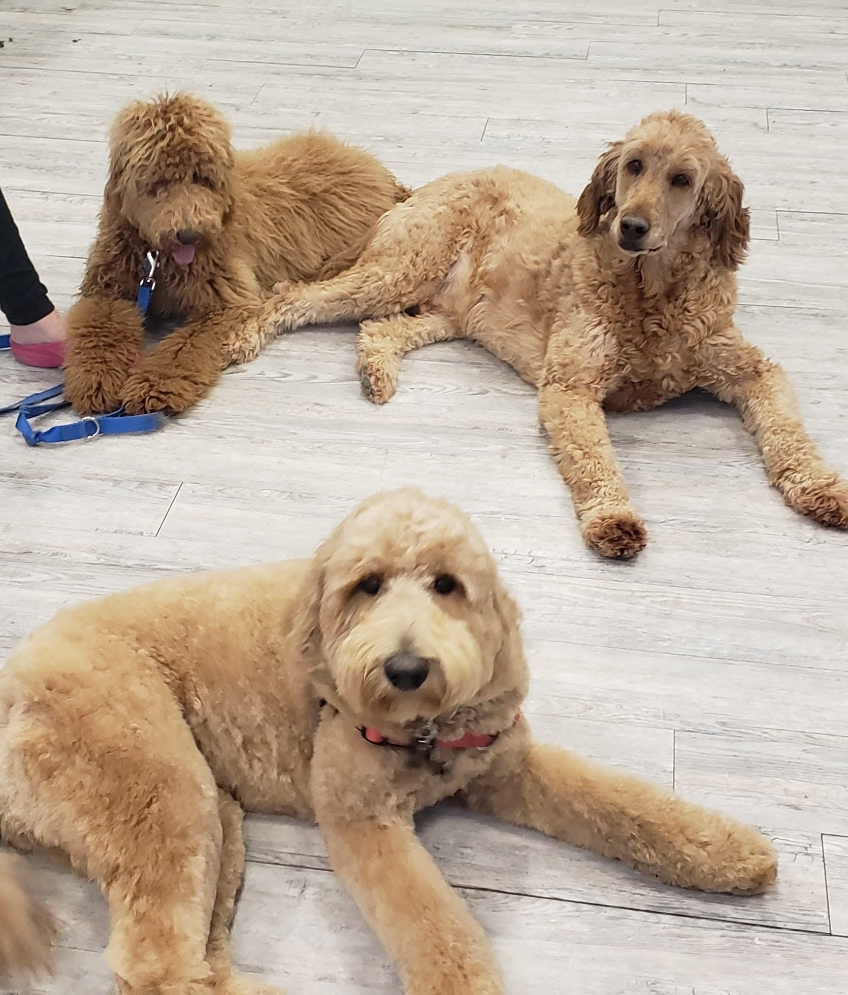 Three golden doodles hanging out