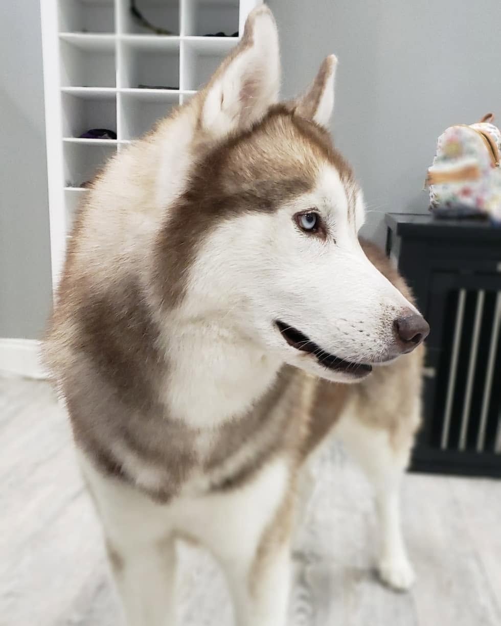Husky looking up indoors