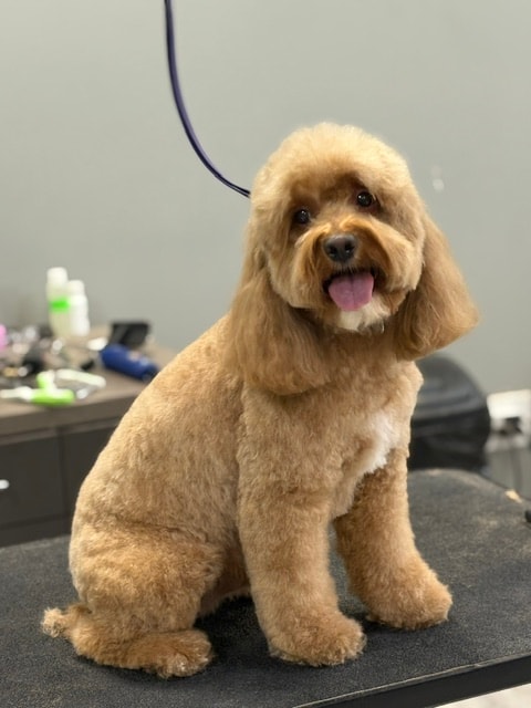Groomed doodle on grooming table